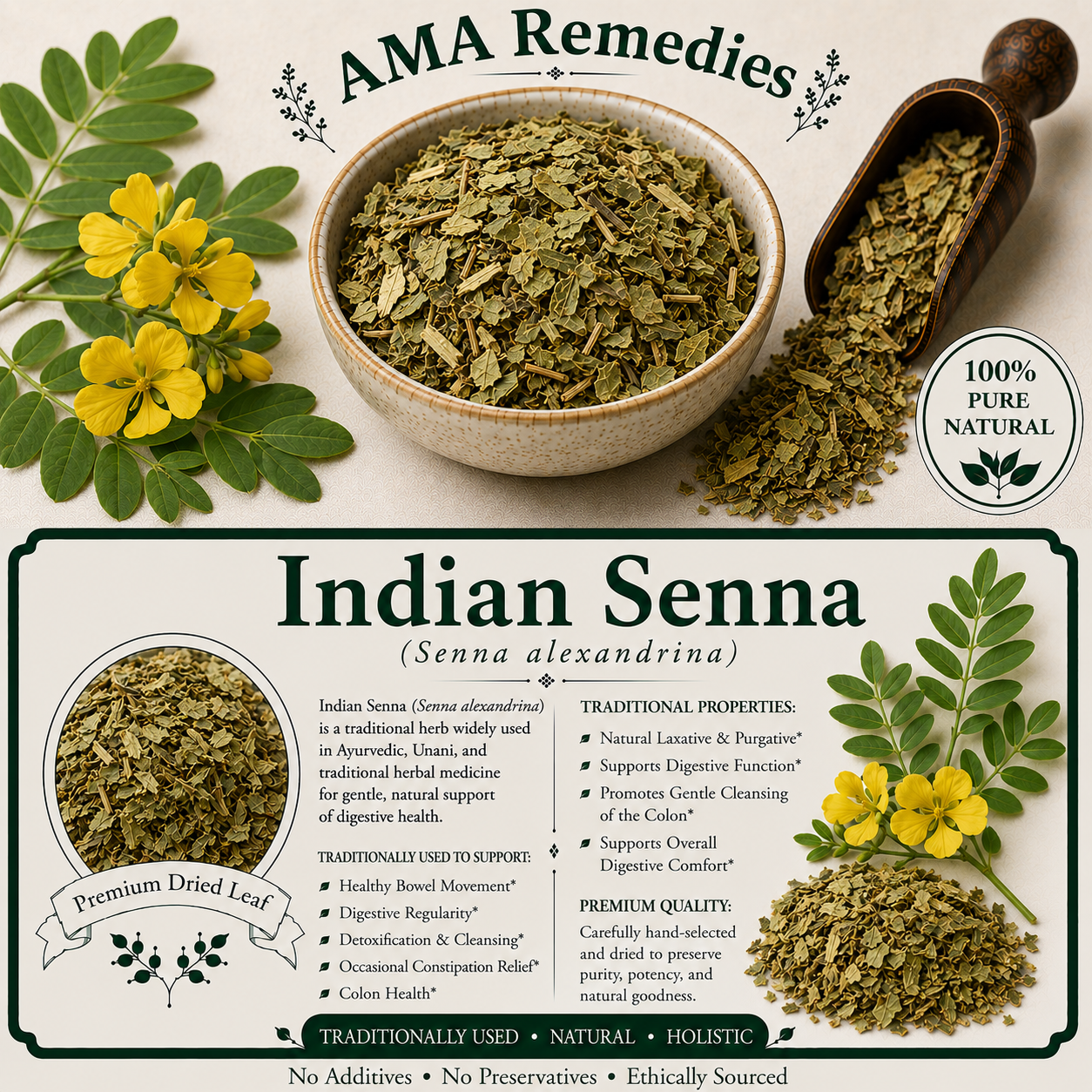 Indian Senna (Senna alexandrina)