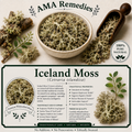 Iceland Moss (Cetraria islandica)