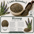 Hyssop (Hyssopus officinalis)