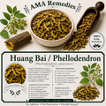 Huang Bai / Phellodendron (Phellodendron amurense)