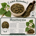 Houttuynia (Houttuynia cordata)