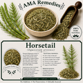 Horsetail (Equisetum arvense)
