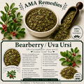 Bearberry / Uva Ursi (Arctostaphylos uva-ursi) Loose Leaf Tea (Organic)
