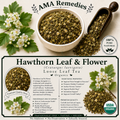 Hawthorn Leaf & Flower (Crataegus laevigata)