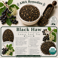 Black Haw (Viburnum prunifolium)