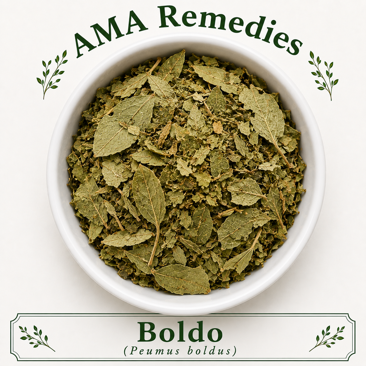 Boldo (Peumus boldus)