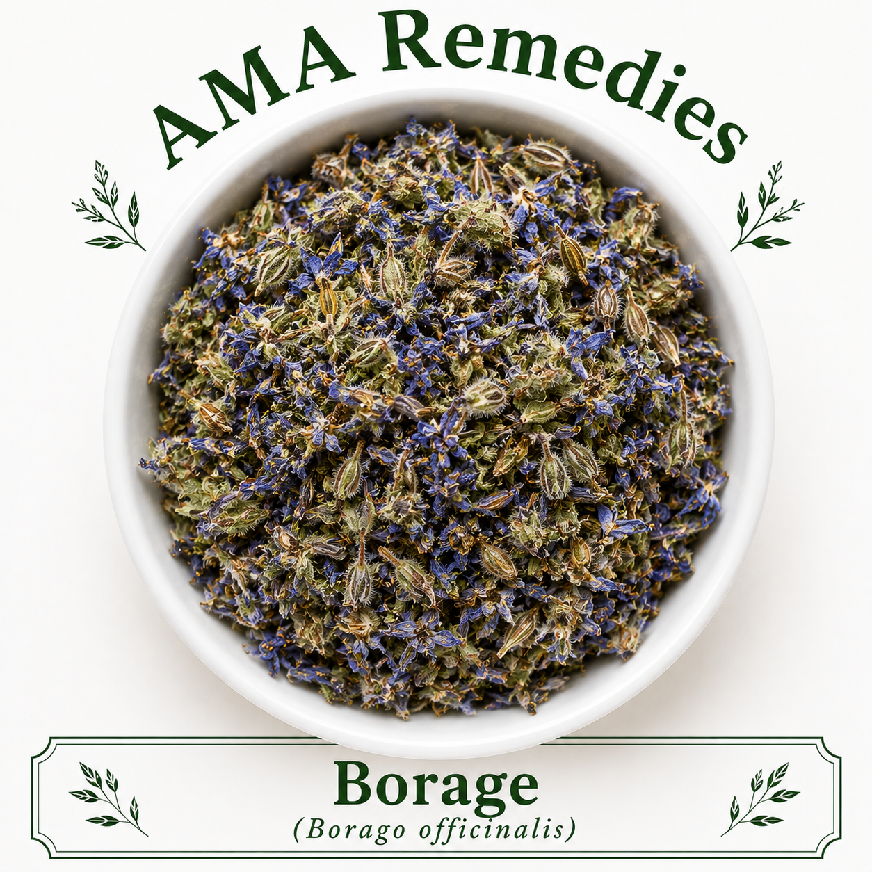 Borage (Borago officinalis)