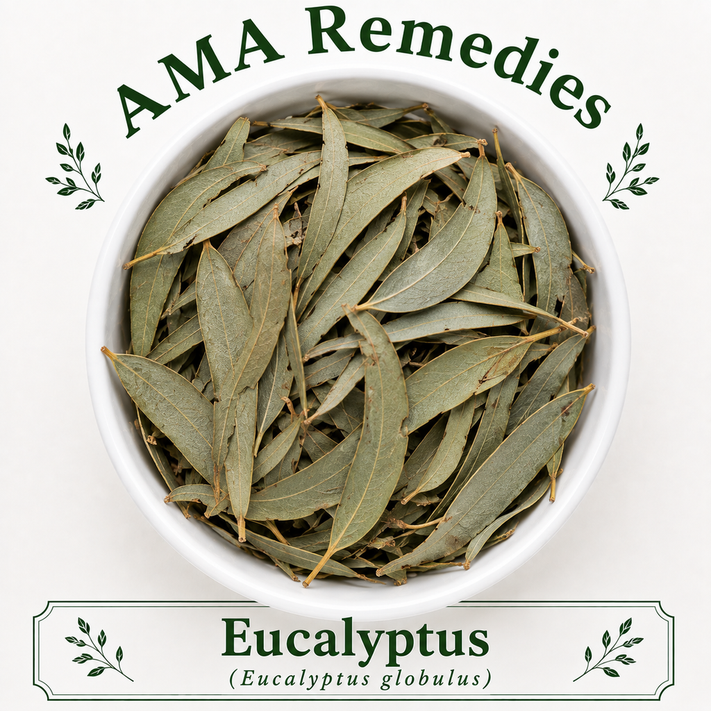 Eucalyptus (Eucalyptus globulus)