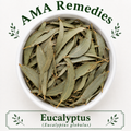 Eucalyptus (Eucalyptus globulus)