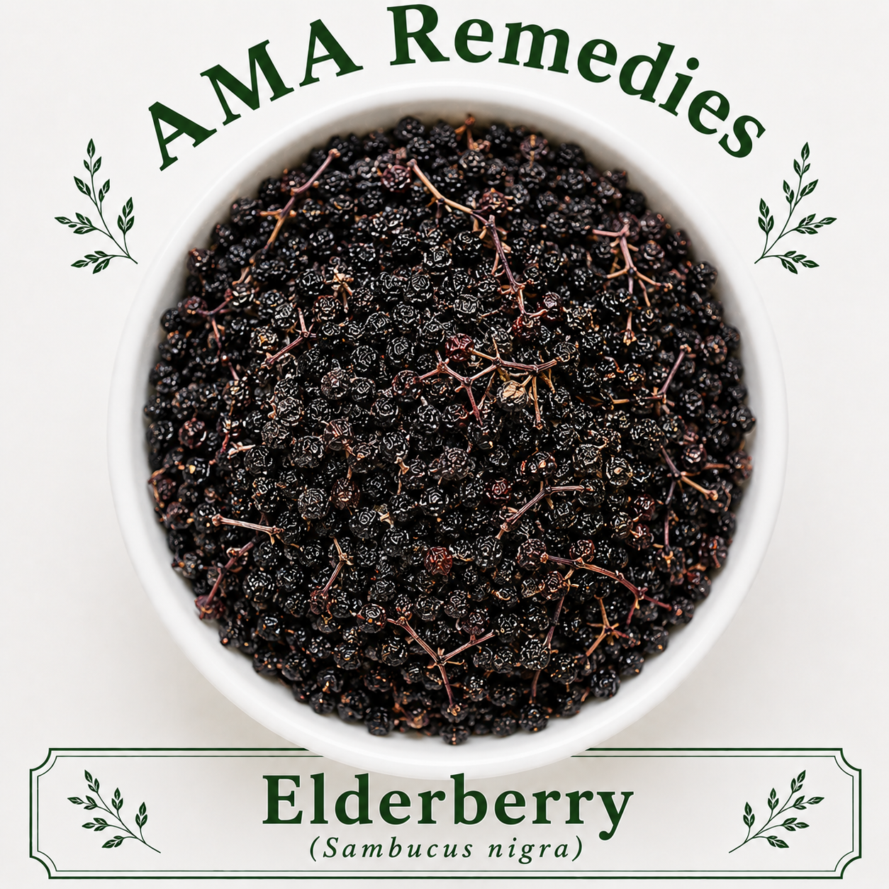 Elderberry (Sambucus nigra)
