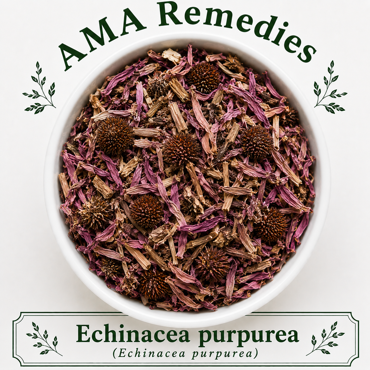 Echinacea purpurea (Echinacea purpurea)