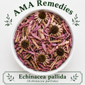 Echinacea pallida (Echinacea pallida) — Dried Root