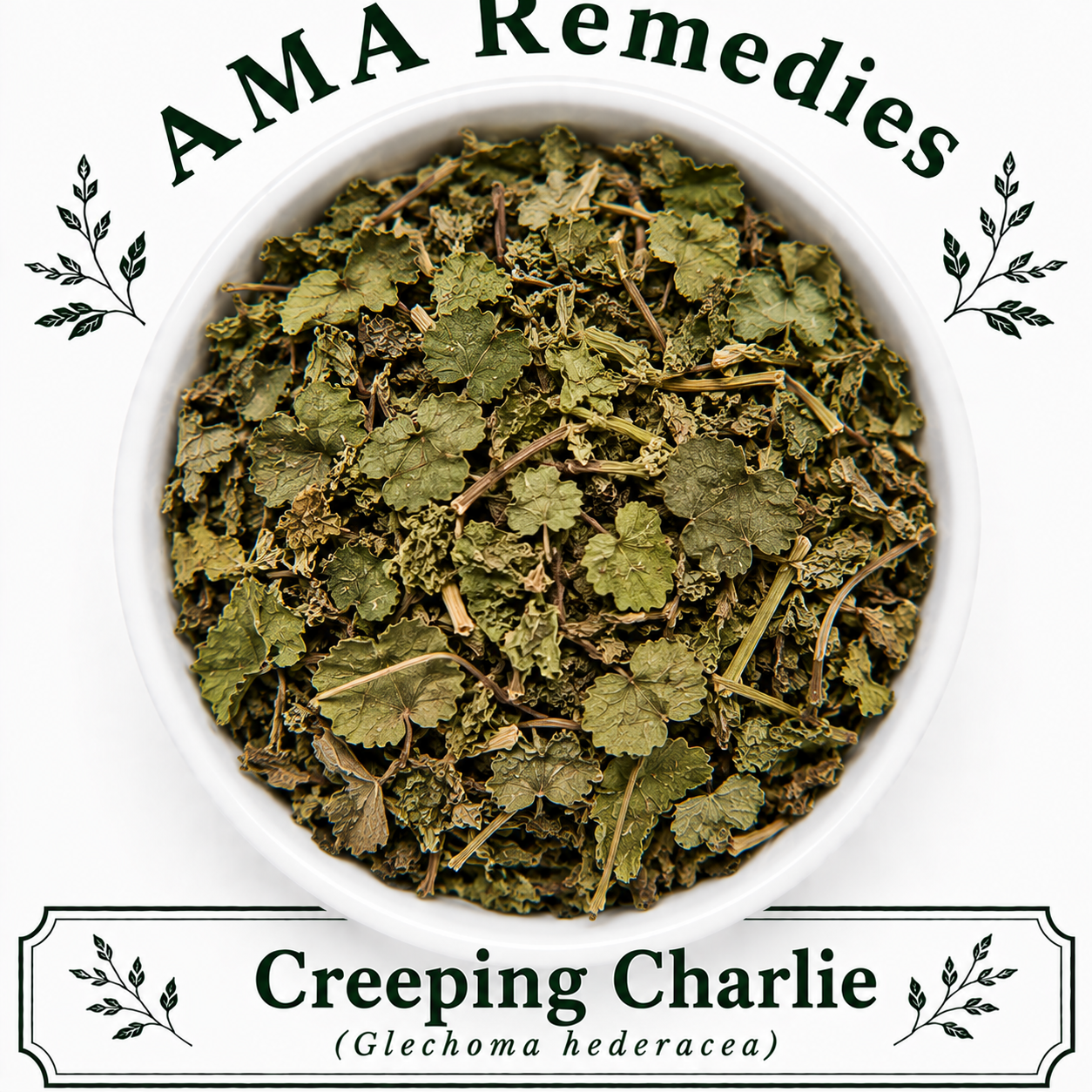 Creeping Charlie (Glechoma hederacea)