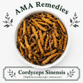 Cordyceps Sinensis (Ophiocordyceps sinensis)