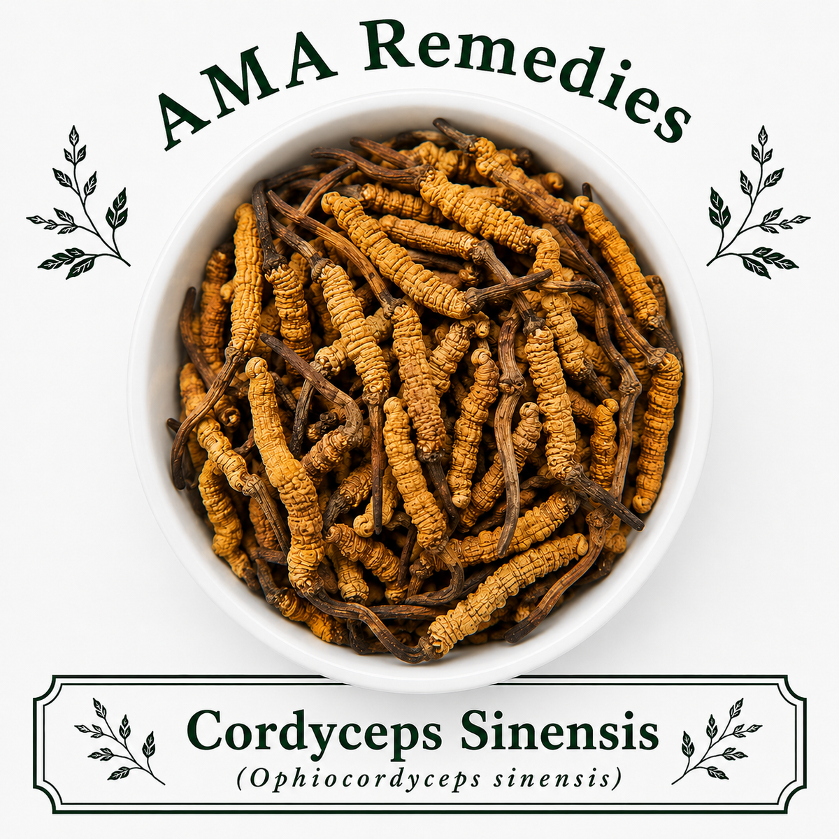 Cordyceps Sinensis (Ophiocordyceps sinensis)