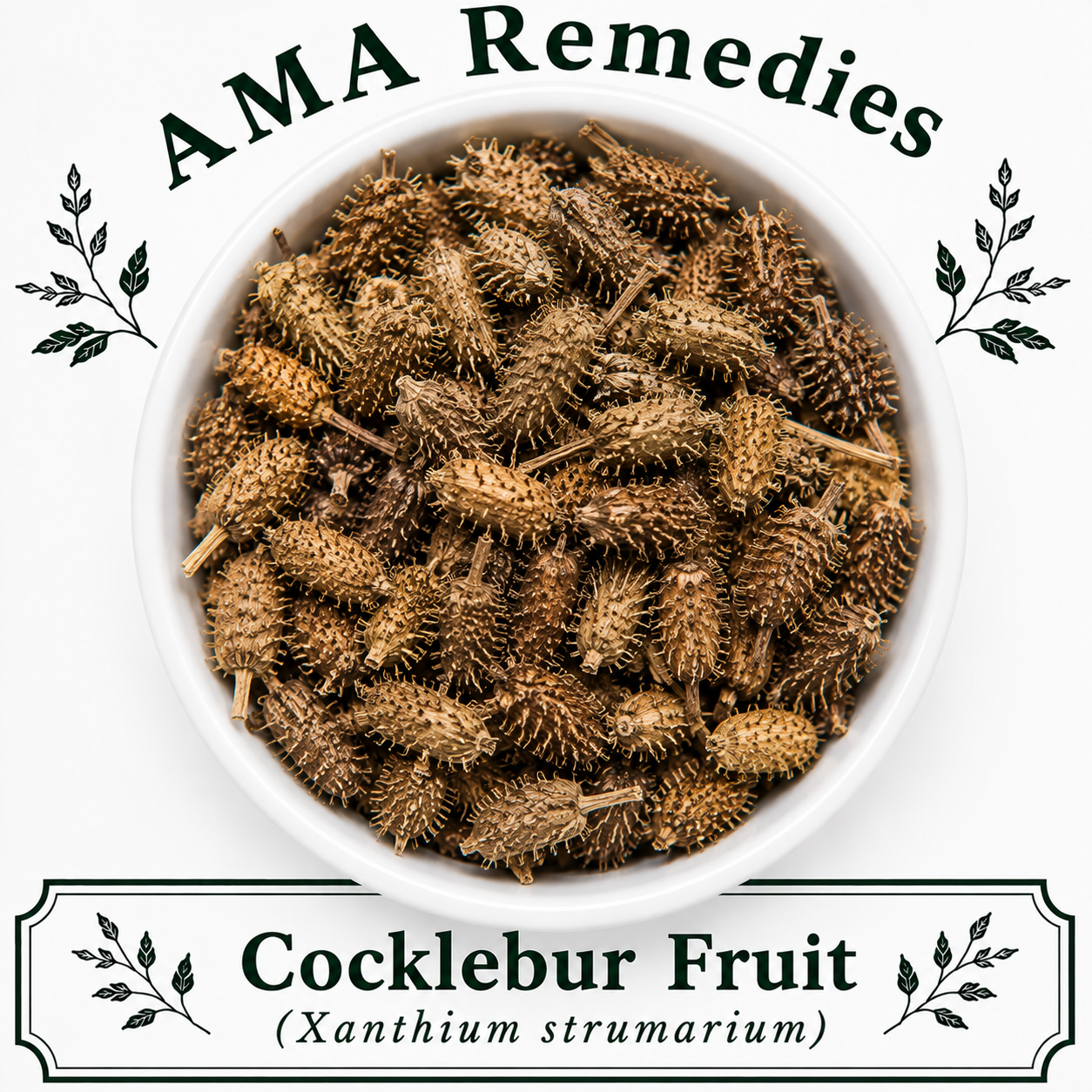 Cocklebur Fruit (Xanthium strumarium)