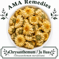 Chrysanthemum / Ju Hua (Chrysanthemum morifolium)