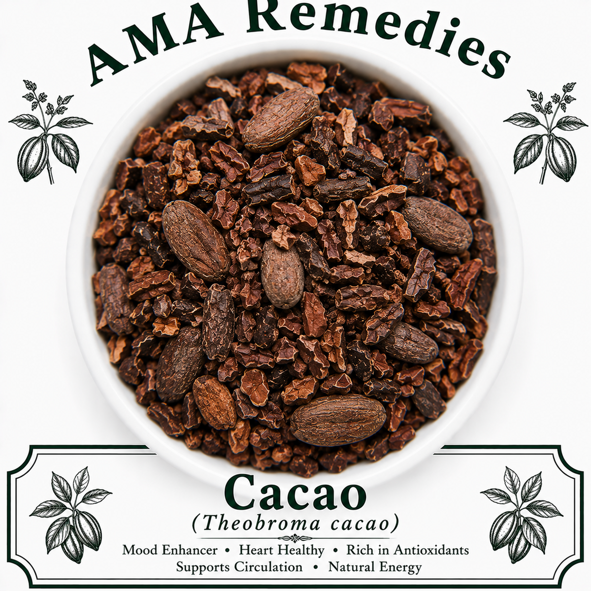 Cacao (Theobroma cacao) — Dried Seeds
