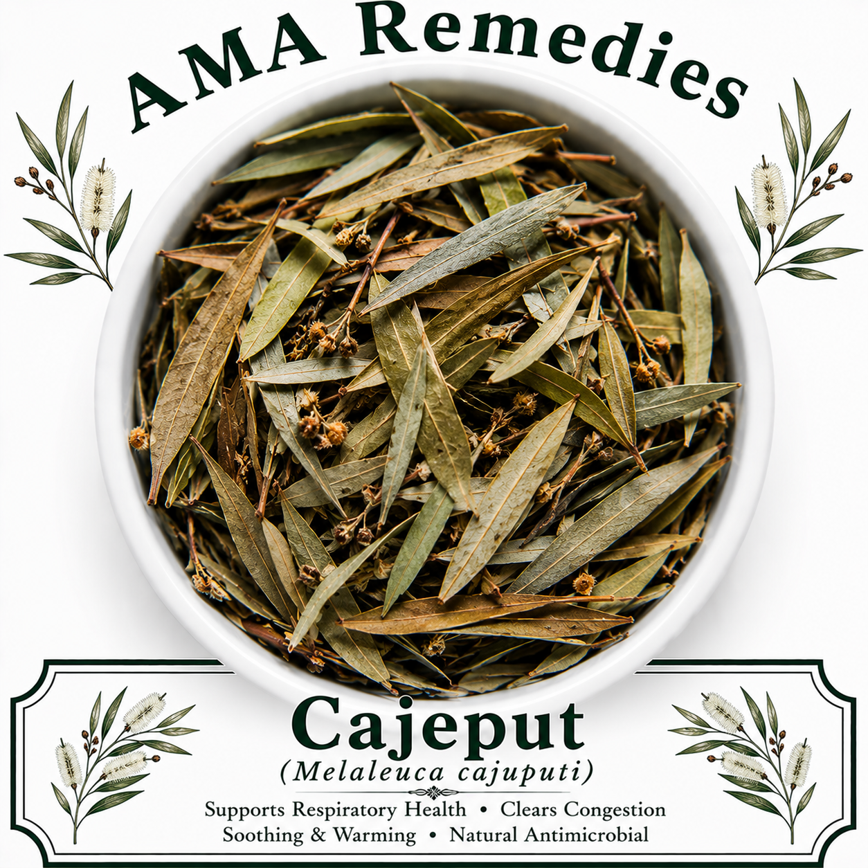 Cajeput (Melaleuca cajuputi)