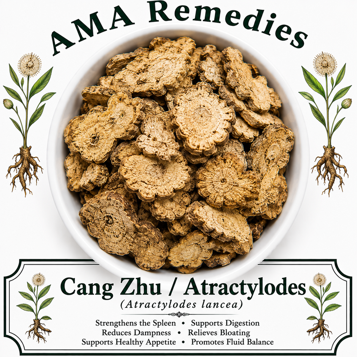 Cang Zhu / Atractylodes (Atractylodes lancea)