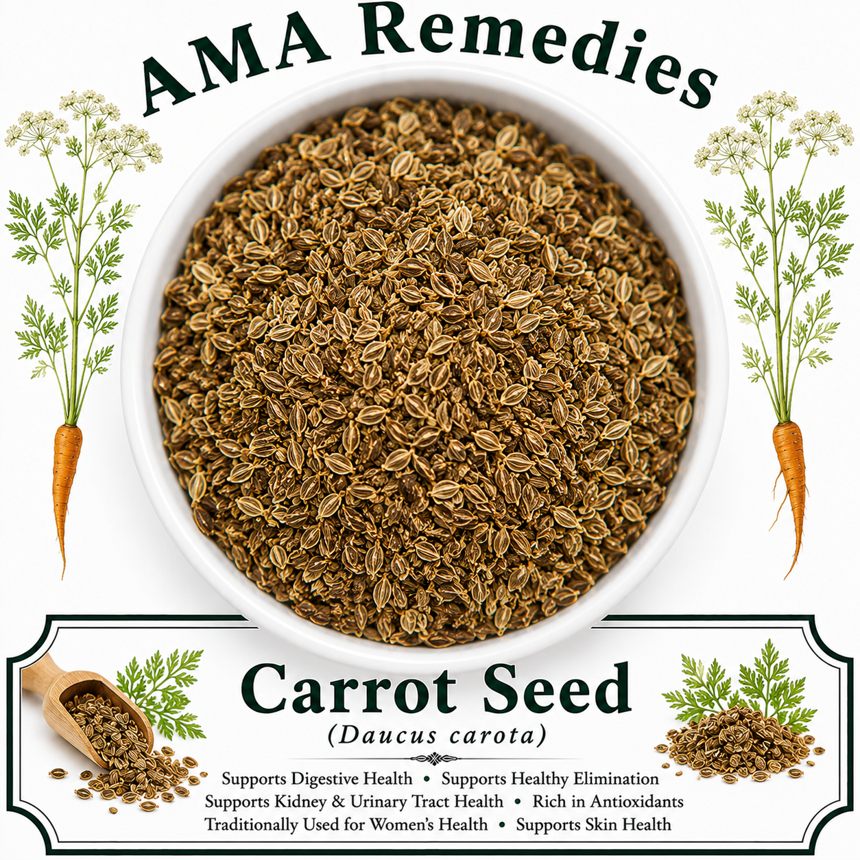Carrot Seed (Daucus carota)