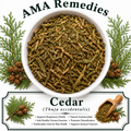 Cedar (Thuja occidentalis) — Dried Leafy Twigs