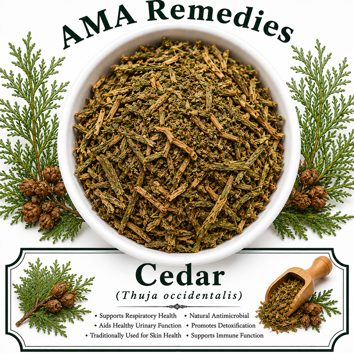 Cedar (Thuja occidentalis) — Dried Leafy Twigs