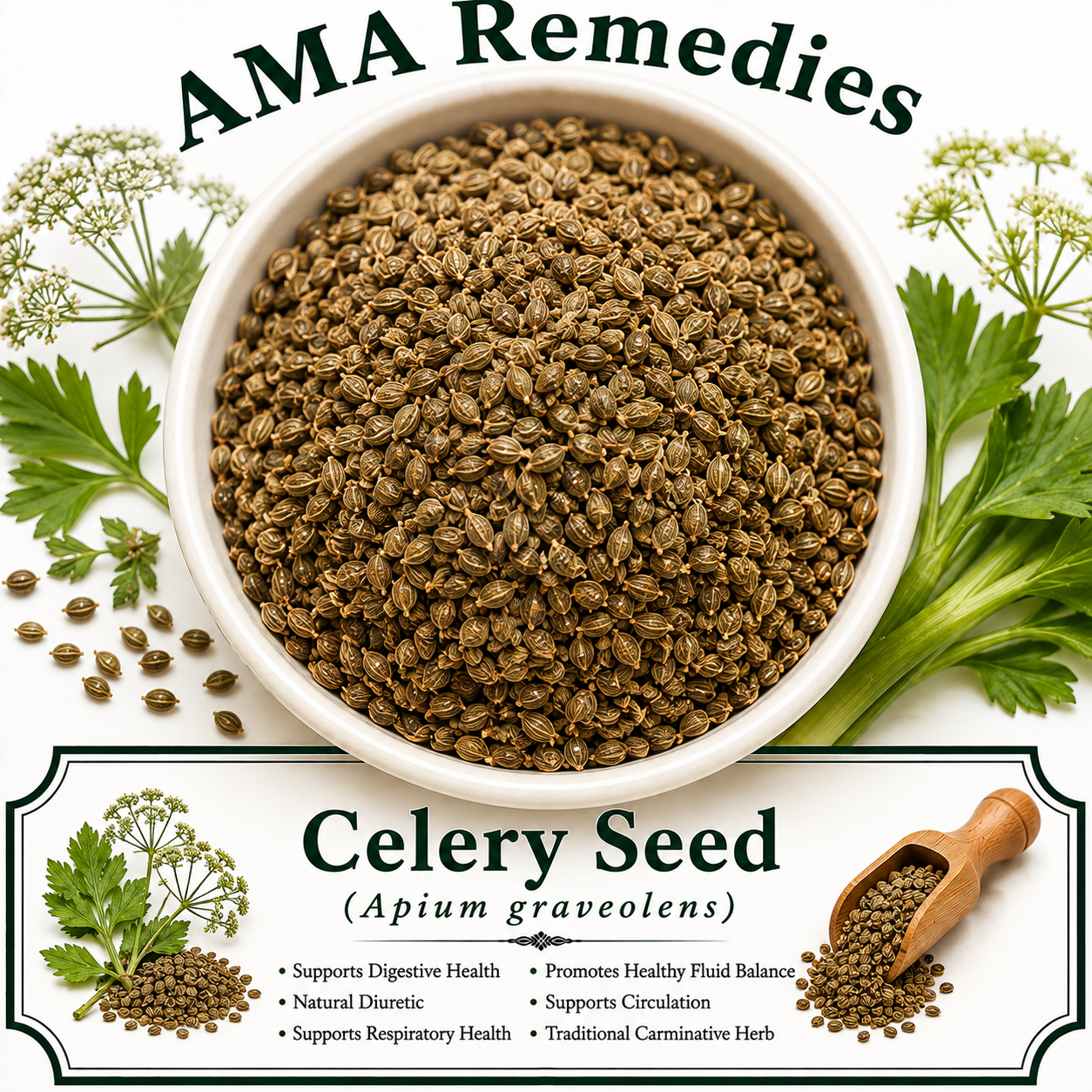 Celery Seed (Apium graveolens)