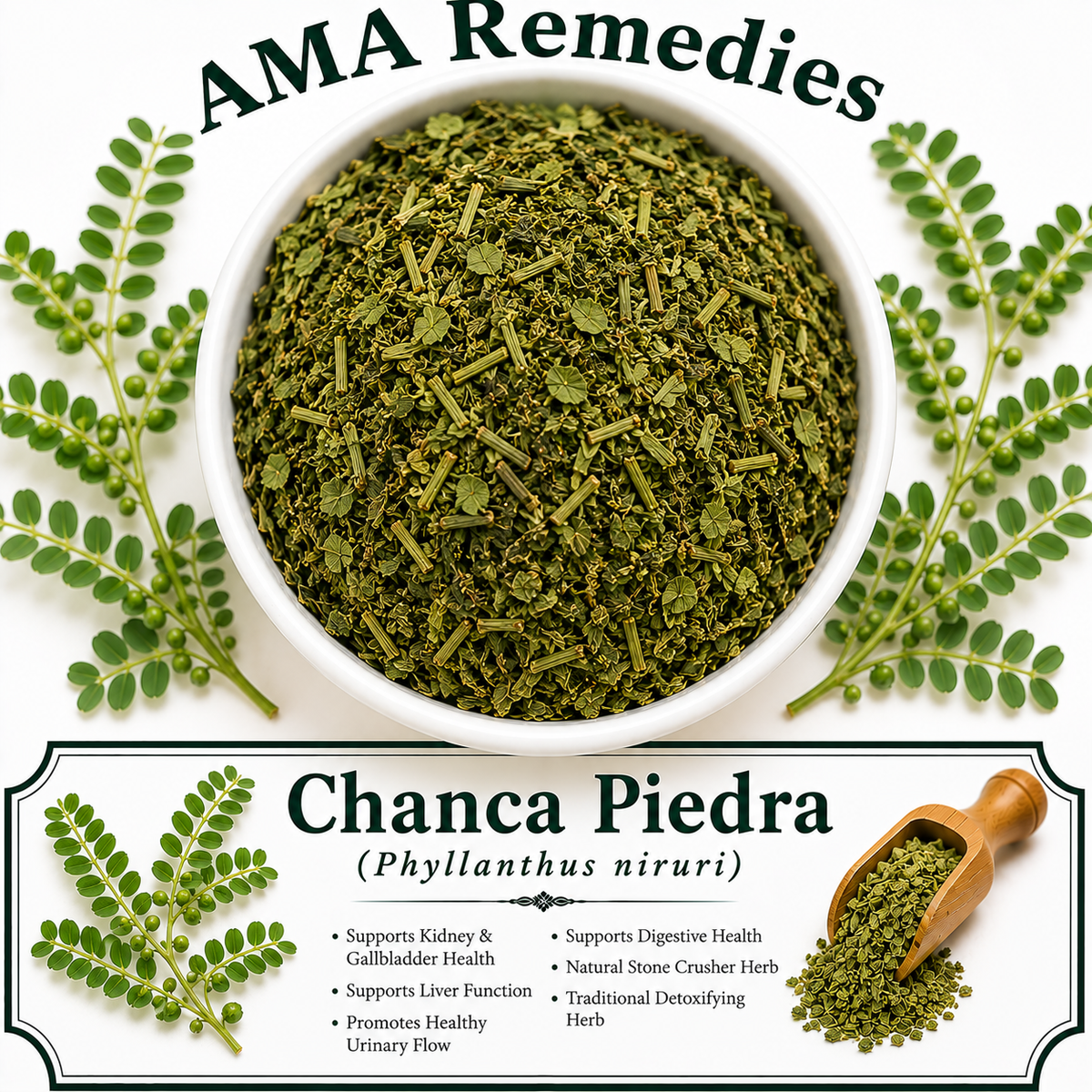 Chanca Piedra (Phyllanthus niruri) — Dried Herb