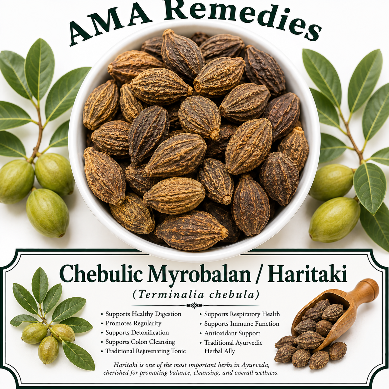 Chebulic Myrobalan / Haritaki (Terminalia chebula)