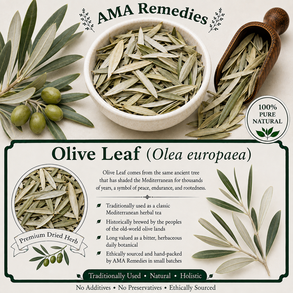 Olive Leaf (Olea europaea)
