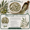 Olive Leaf (Olea europaea)