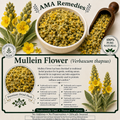 Mullein Flower (Verbascum thapsus)