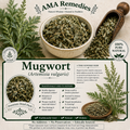 Mugwort (Artemisia vulgaris)