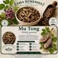 Mu Tong (Akebia quinata)