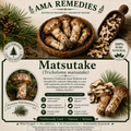 Matsutake (Tricholoma matsutake) — Dried Mushroom