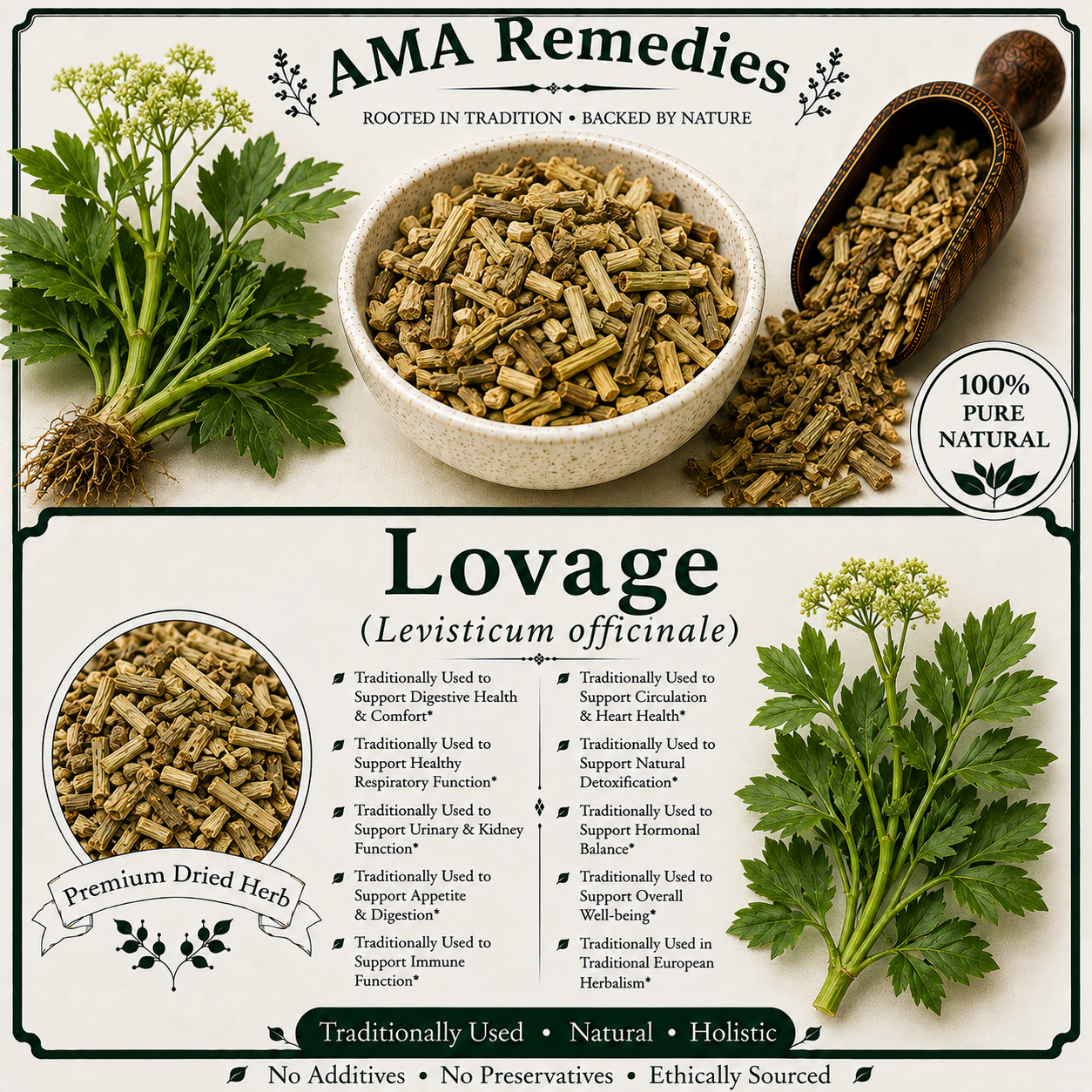 Lovage (Levisticum officinale)