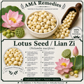 Lotus Seed / Lian Zi (Nelumbo nucifera)