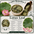 Lotus Leaf (Nelumbo nucifera)