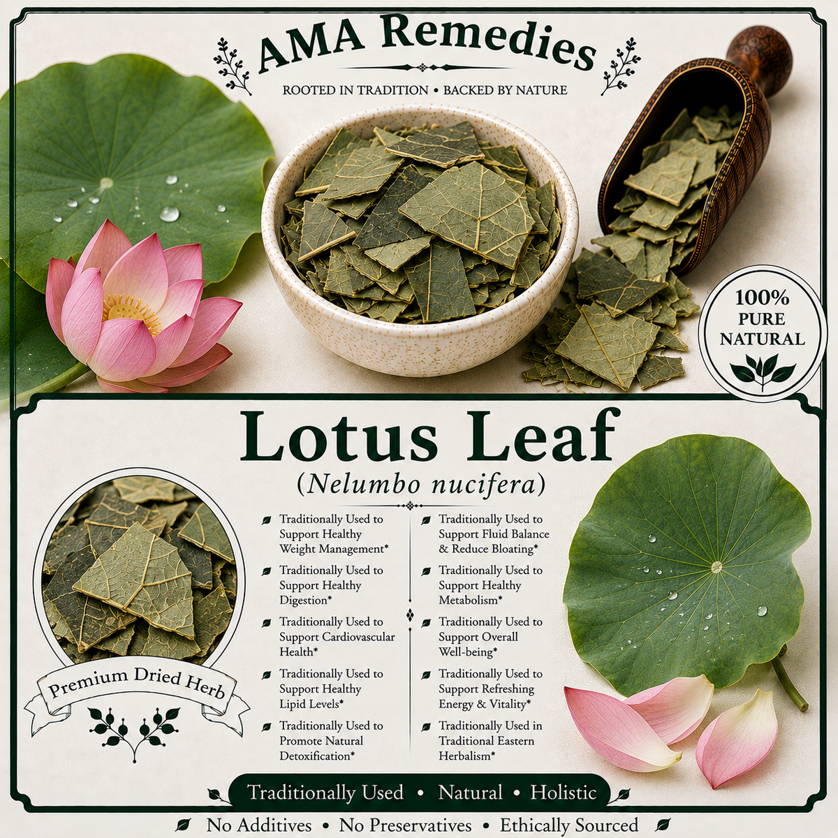 Lotus Leaf (Nelumbo nucifera)
