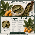 Loquat Leaf (Eriobotrya japonica)