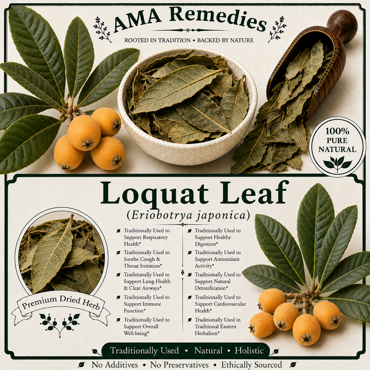 Loquat Leaf (Eriobotrya japonica)