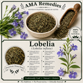 Lobelia (Lobelia inflata)