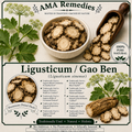 Ligusticum / Gao Ben (Ligusticum sinense) — Dried Rhizome
