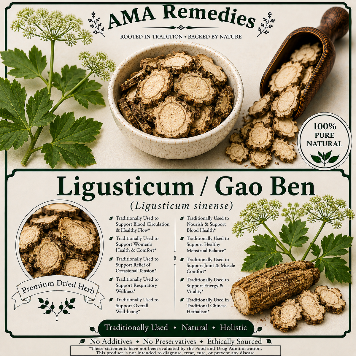 Ligusticum / Gao Ben (Ligusticum sinense) — Dried Rhizome