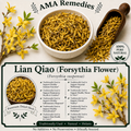 Lian Qiao (Forsythia suspensa)
