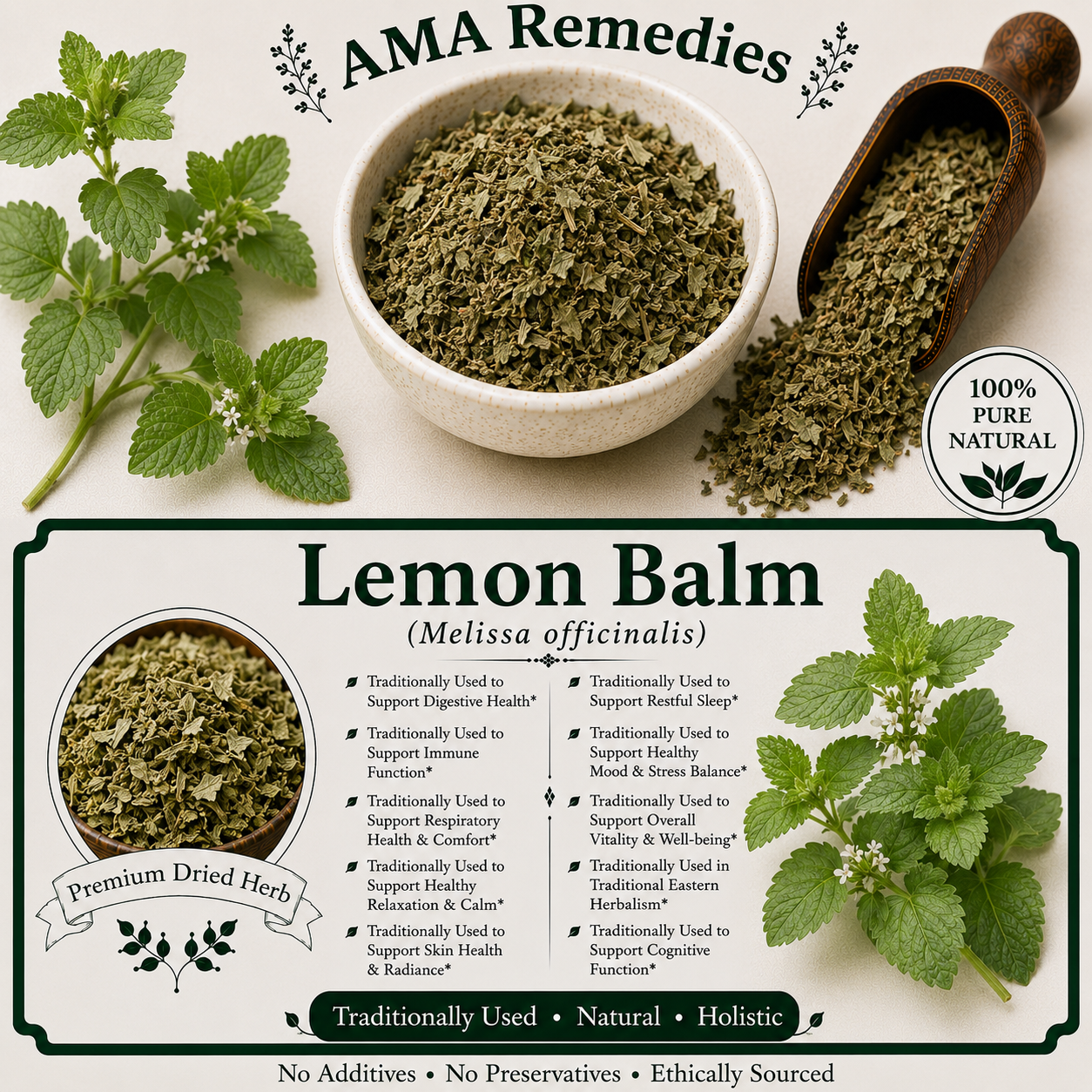 Lemon Balm (Melissa officinalis)