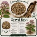 Gravel Root (Eutrochium purpureum)