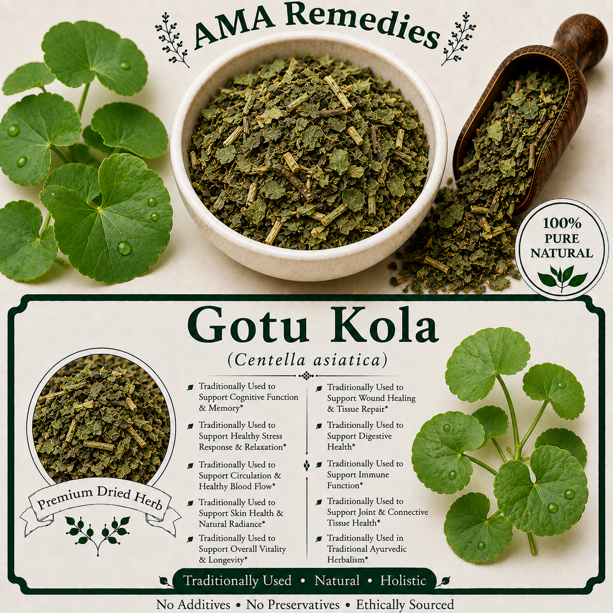 Gotu Kola (Centella asiatica)