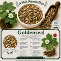 Goldenseal (Hydrastis canadensis) — Dried Rhizome